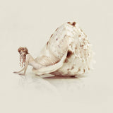 Coquille, Limited Edition Print