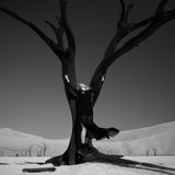 Person in a long coat climbing a bare tree in a snowy landscape