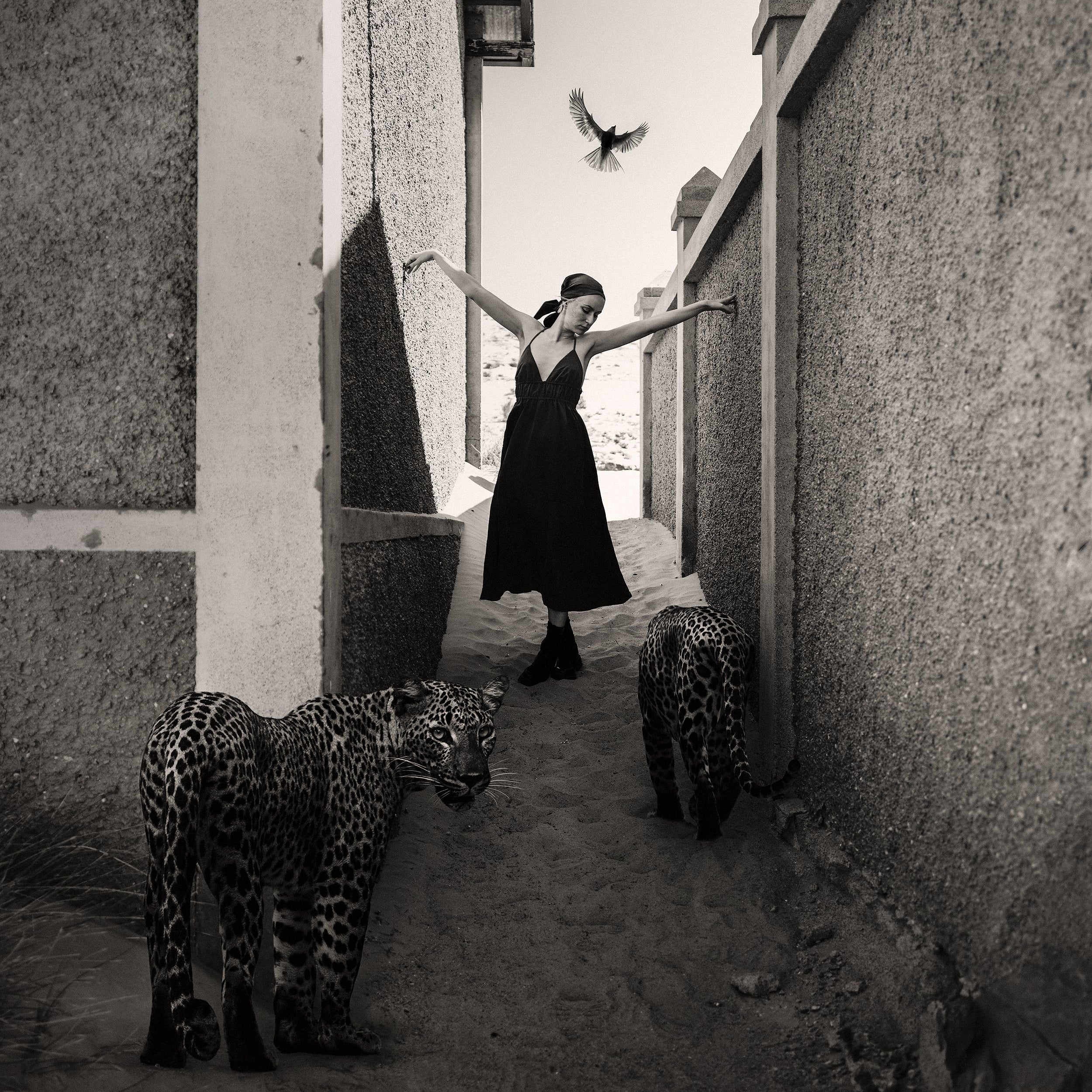 Woman in a black dress standing between two leopards in a narrow alleyway with a bird flying above.