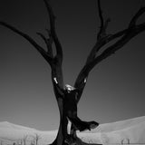 Verde, limitált kiadás