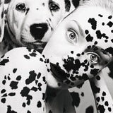 Dalmata, limitált kiadás